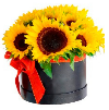 Caja 16 girasoles